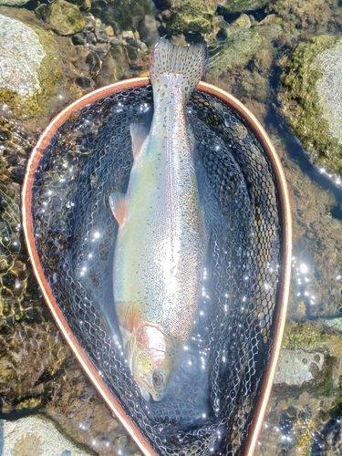 ニジマスの釣果