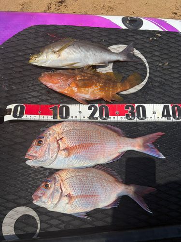 イサキの釣果
