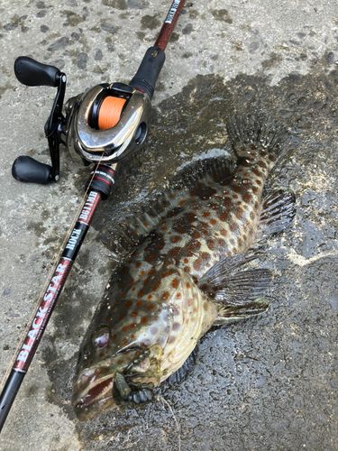 チャイロマルハタの釣果