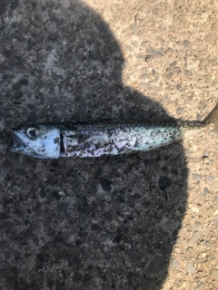 サバの釣果