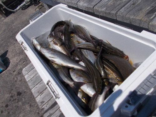 イサキの釣果