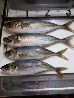 アジの釣果