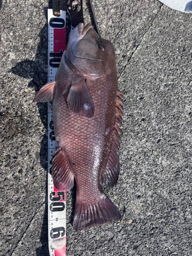 コブダイの釣果