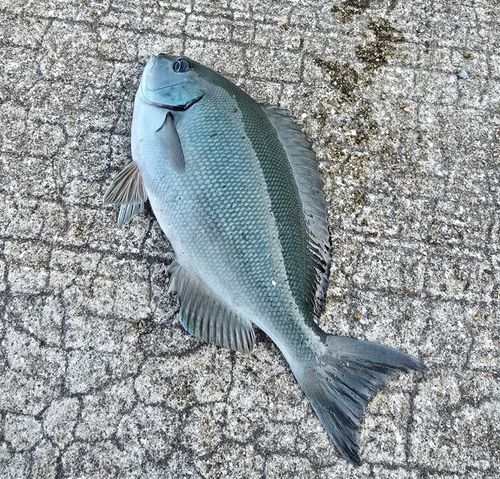 メジナの釣果