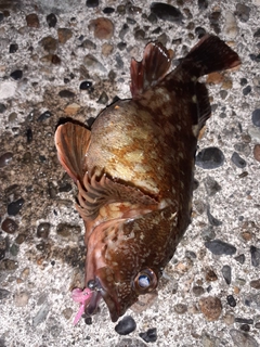 カサゴの釣果