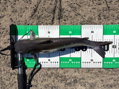 アメリカナマズの釣果