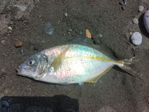 シマアジの釣果