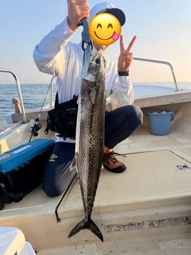 サワラの釣果