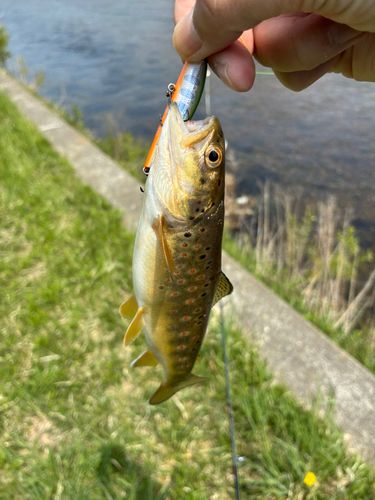 ブラウントラウトの釣果