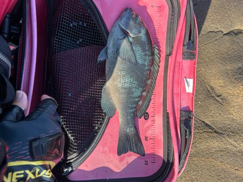 クチブトグレの釣果