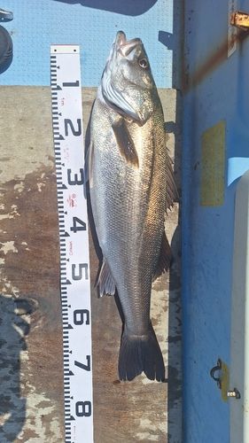 スズキの釣果