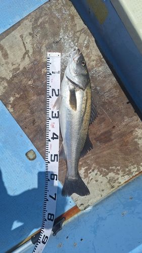 スズキの釣果