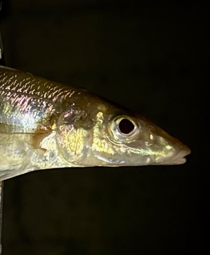 キスの釣果