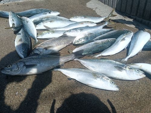 イナダの釣果