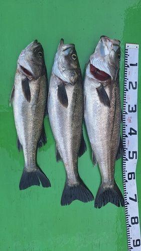スズキの釣果