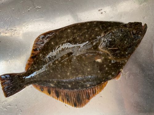 イシガレイの釣果