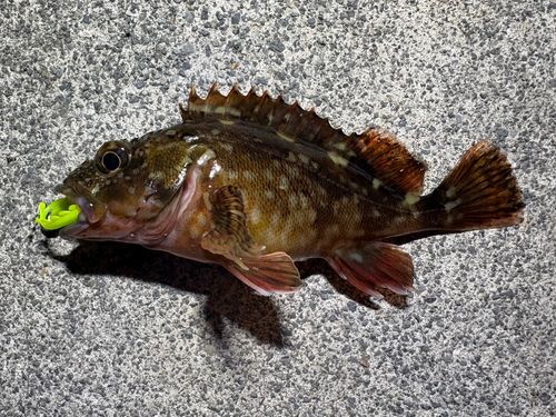 タケノコメバルの釣果