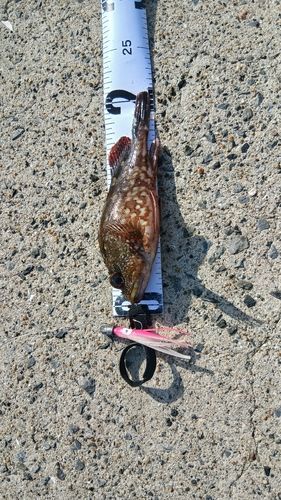 アラカブの釣果