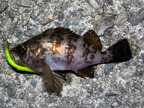 メバルの釣果