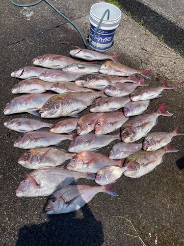 タイの釣果