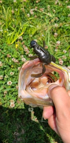 ブラックバスの釣果
