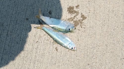 サッパの釣果