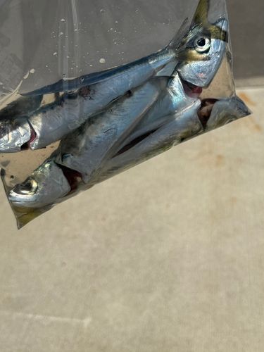 イワシの釣果
