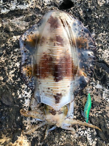 アオリイカの釣果