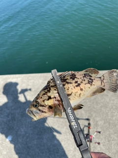 タケノコメバルの釣果