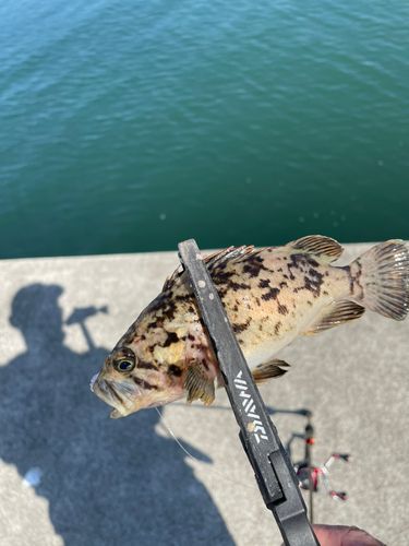 タケノコメバルの釣果