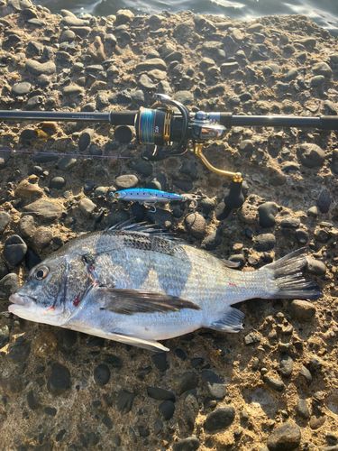 クロダイの釣果