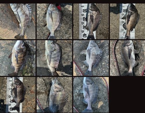 チヌの釣果