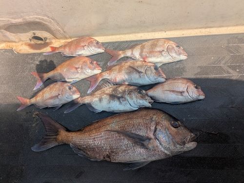 マダイの釣果