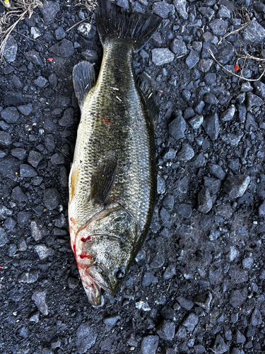 ブラックバスの釣果
