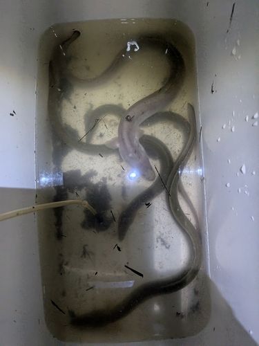 ウナギの釣果