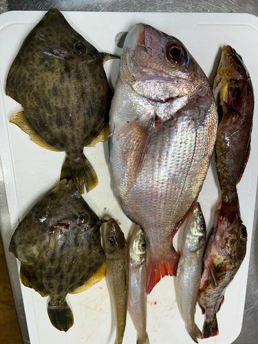マダイの釣果