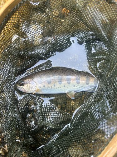 ヤマメの釣果