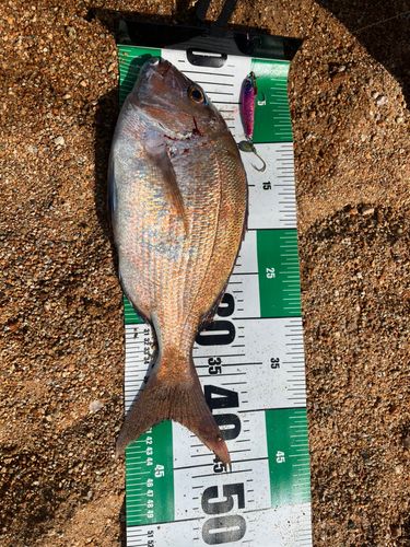 タイの釣果