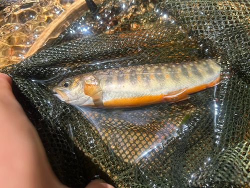 ゴギの釣果