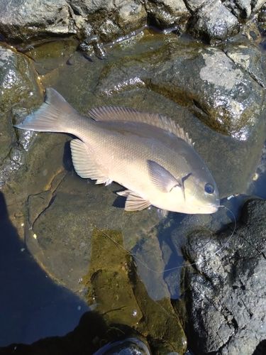 メジナの釣果