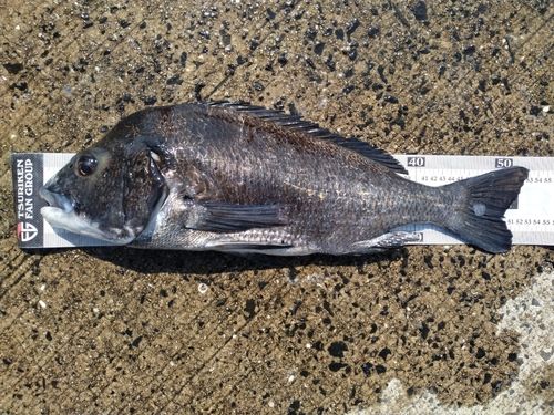 チヌの釣果