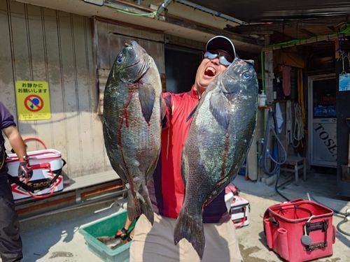 グレの釣果