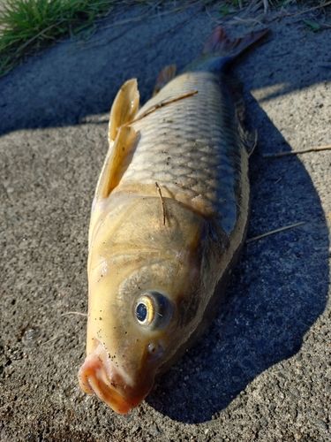 アメリカナマズの釣果