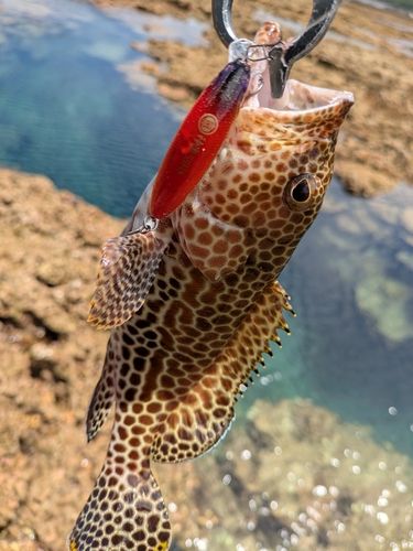 イシミーバイの釣果