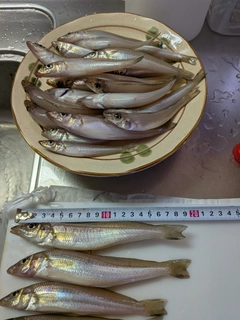 シロギスの釣果