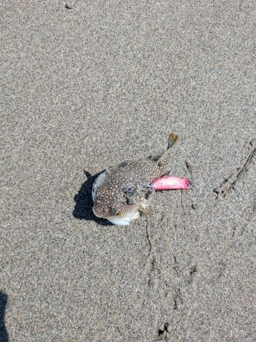 フグの釣果