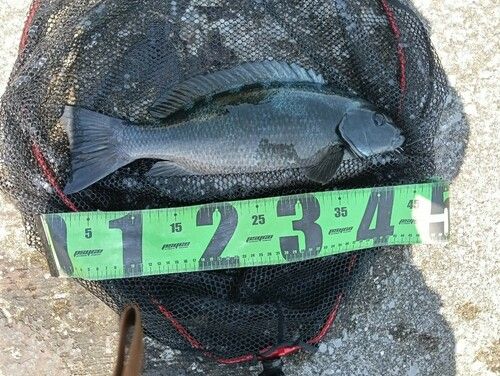グレの釣果