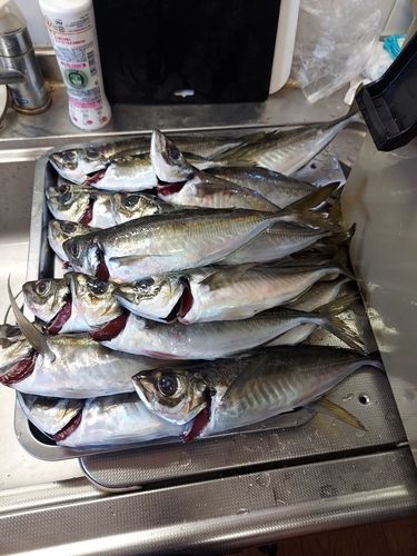 アジの釣果