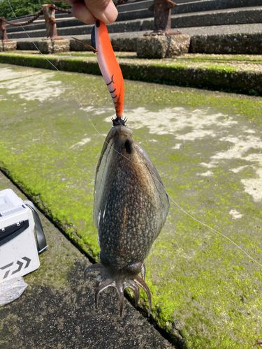 シリヤケイカの釣果