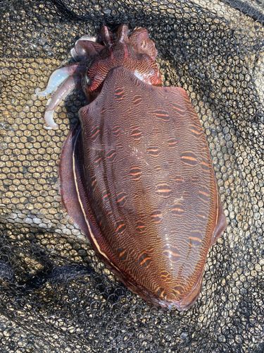 モンゴウイカの釣果